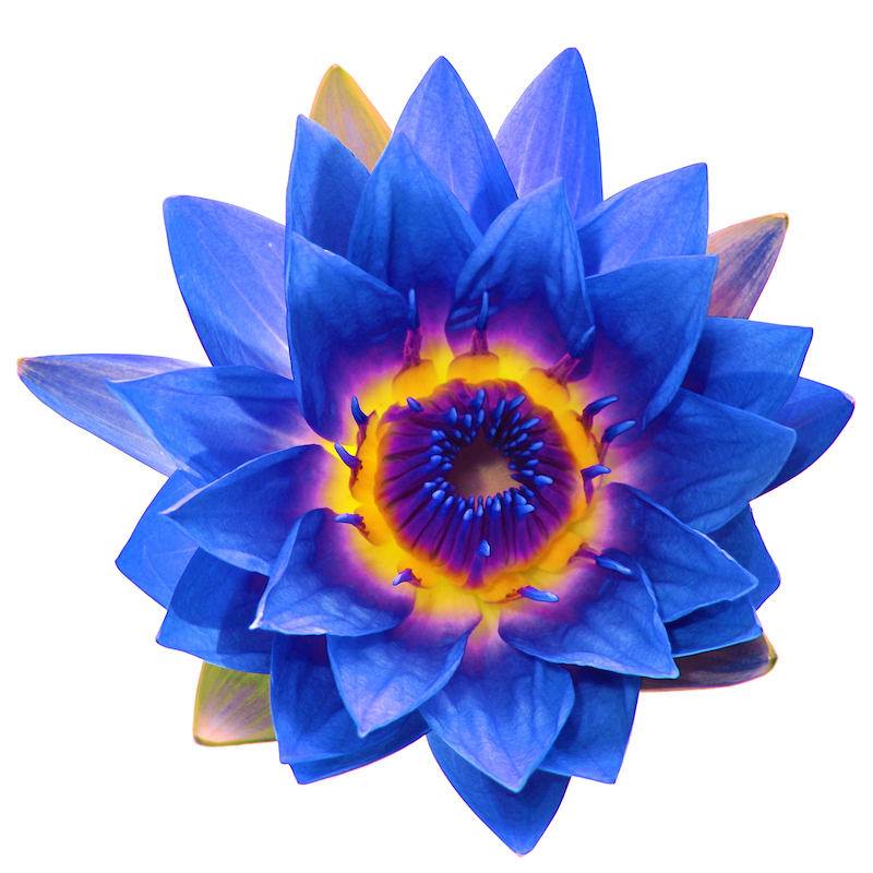 Blue lotus Elixir - Tereno Botanicals